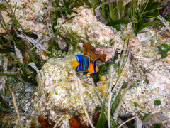 Holacanthus bermudensis