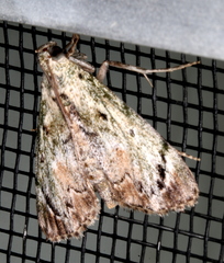 Enchesphora recurvalis