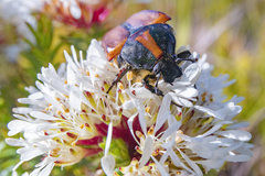 Trichostetha signata