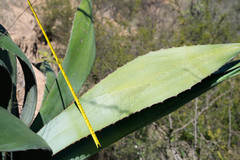 Agave maximiliana