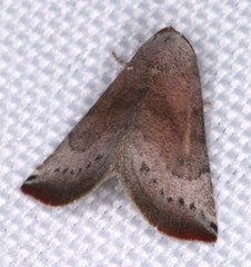 Mataeomera mesotaenia