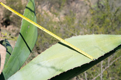 Agave maximiliana