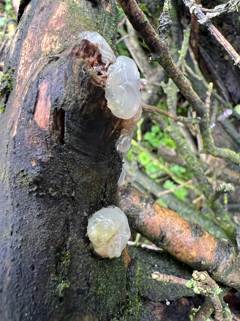 Myxarium nucleatum · February 2026 · photo: © hugorainey (iNaturalist, cc-by)
