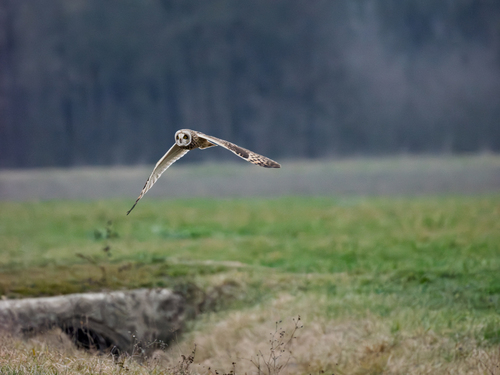 View observation of {o.common_name} on iNaturalist