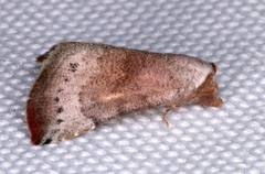 Mataeomera mesotaenia