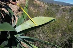 Agave maximiliana
