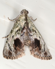 Enchesphora recurvalis