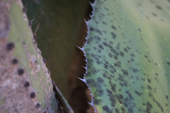 Agave maximiliana