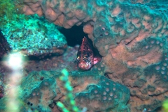 Hypoplectrodes nigroruber