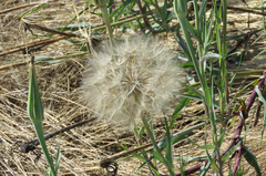 Tragopogon porrifolius