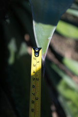 Agave maximiliana