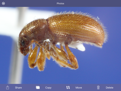 Barypeithes pellucidus