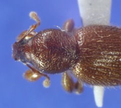 Barypeithes pellucidus