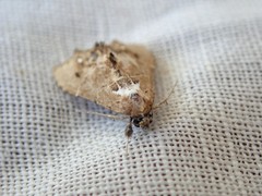 Arrade leucocosmalis