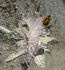 Hesperia uncas lasus