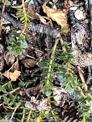 Gaultheria pumila, photograph (c) Pablo, some rights reserved (CC BY)