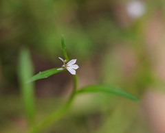 Lobelia anceps