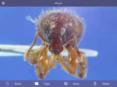 Barypeithes pellucidus