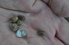 Sphaerium rhomboideum