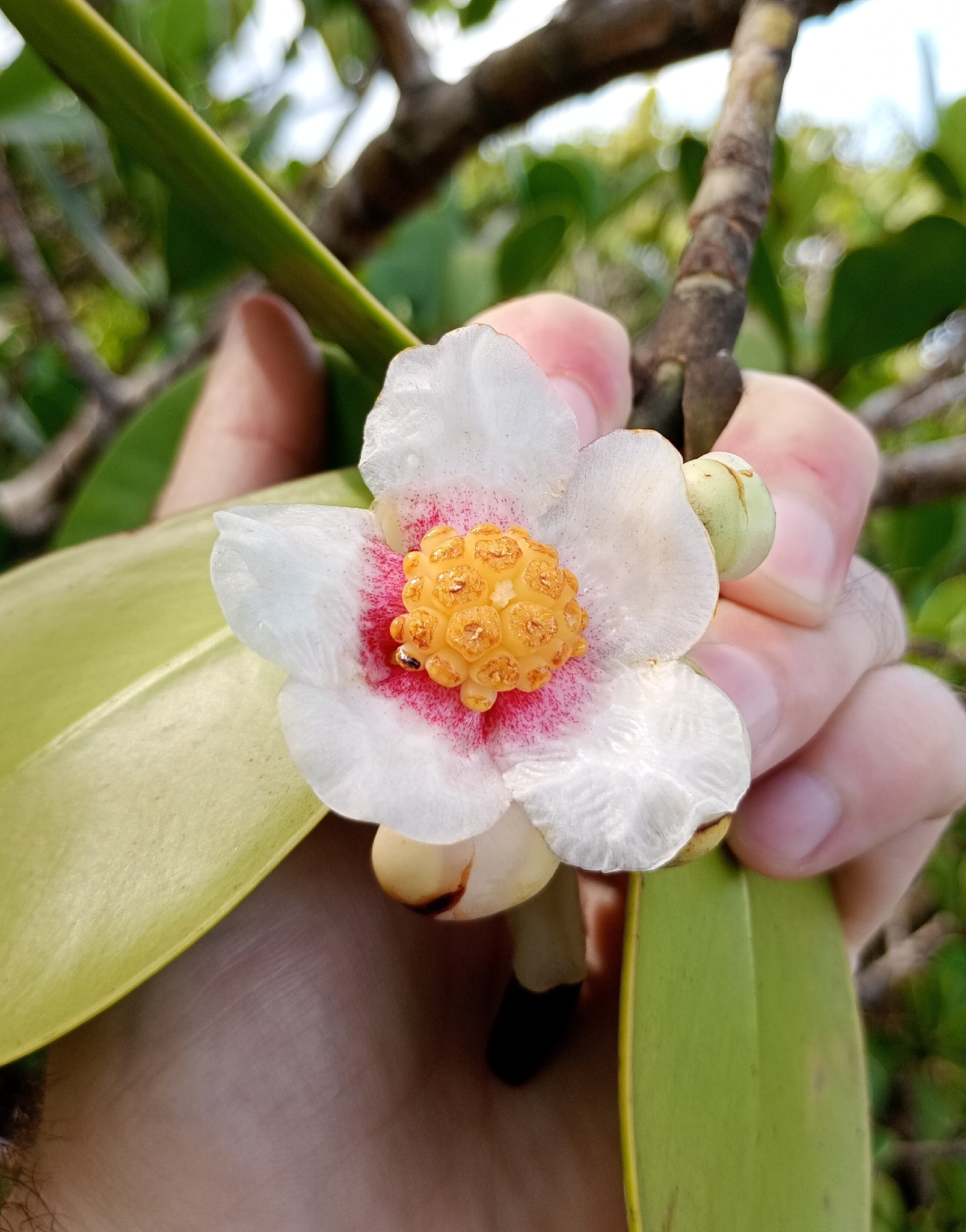 Clusia fluminensis