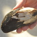 Western Ridged Mussel - Photo (c) FreckLes, some rights reserved (CC BY-NC), uploaded by FreckLes