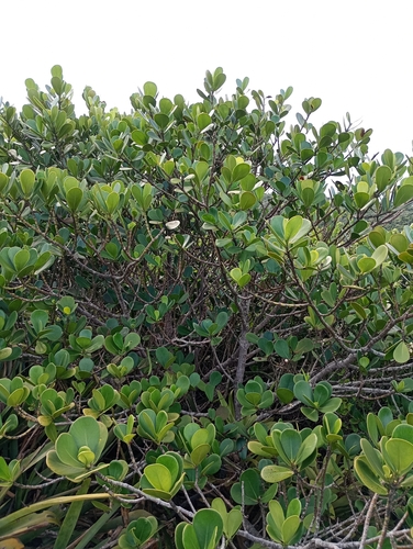 Clusia spiritu-sanctensis, photograph 2