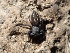Metacyrba taeniola similis