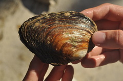 Anodonta nuttalliana