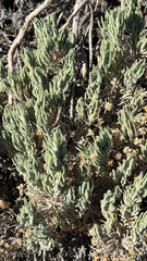 Plantago webbii