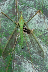 Leptotarsus virescens
