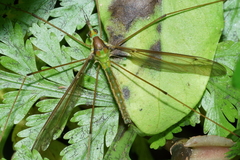 Leptotarsus albistigma