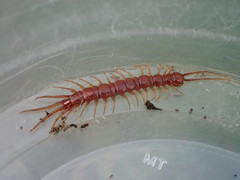 Lithobius obscurus