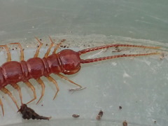 Lithobius obscurus