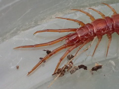 Lithobius obscurus