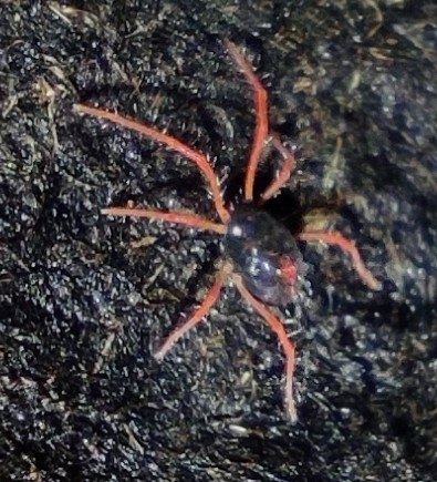 Linopenthaleus irki