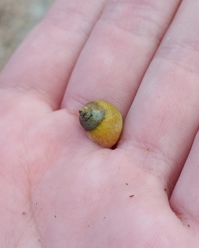 Littoraria flava
