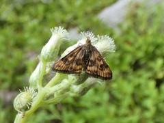 Pyrausta subsequalis