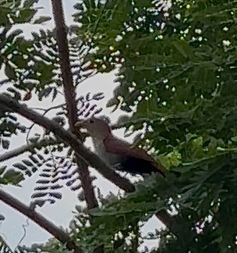 Common Squirrel-Cuckoo