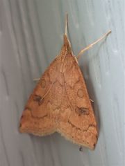 Udea profundalis