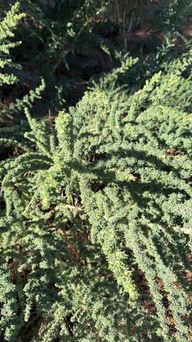 Bean-trefoil (Adenocarpus viscosus)