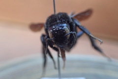 Bombus mexicanus