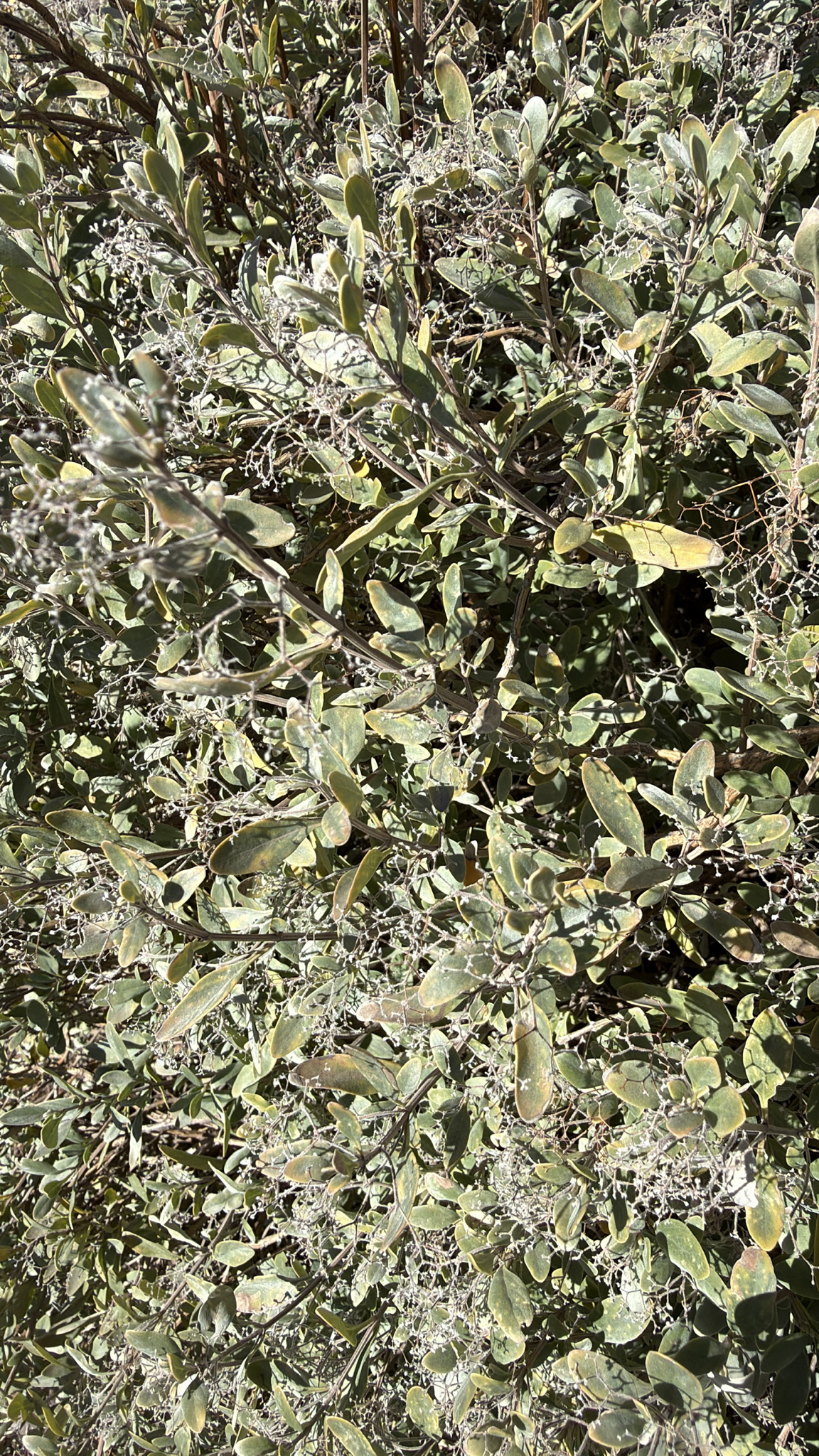 Poleo de risco
