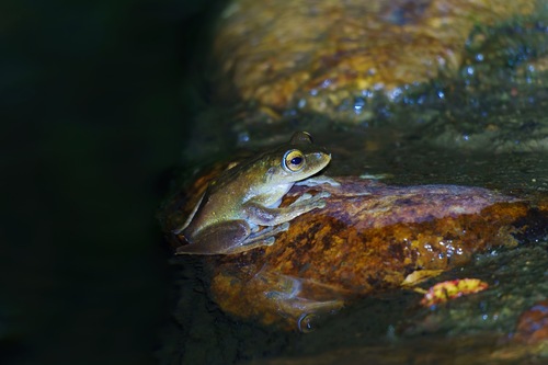 Java Flying Frog, Rhacophorus margaritifer