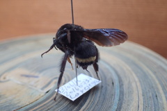Bombus mexicanus