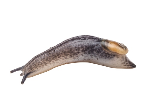 Daudebardia rufa