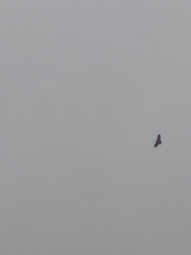 Common Buzzard