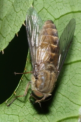 Scaptia adrel