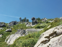 Chrysolepis sempervirens