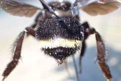 Bombus mexicanus