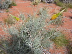 Grevillea eriostachya